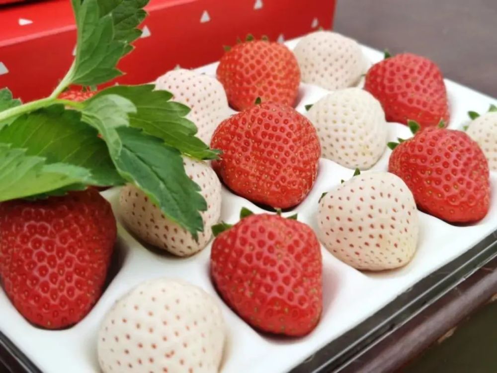 冬日甜蜜恋曲!南京溧水草莓采摘地图倾情奉上