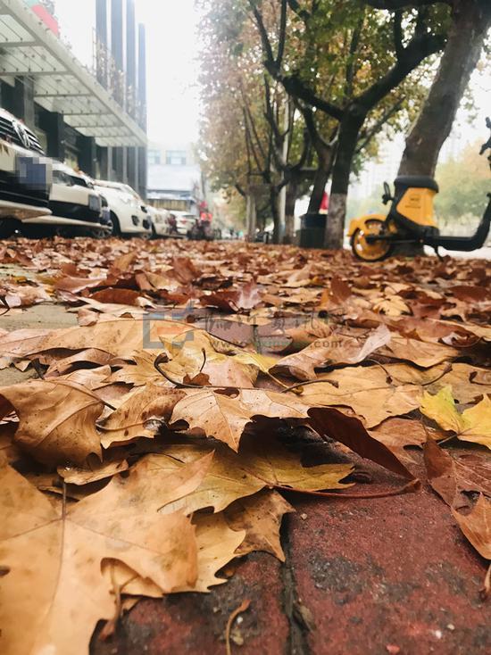 寒风扫落叶,明起又降温,狂风暴雨让临沂城区遍地落叶