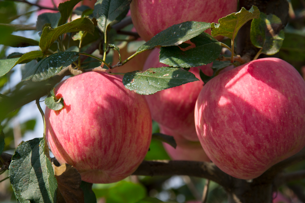 果树|一斤苹果卖多少钱才能保本？不同果农有不同答案，降低成本是关键