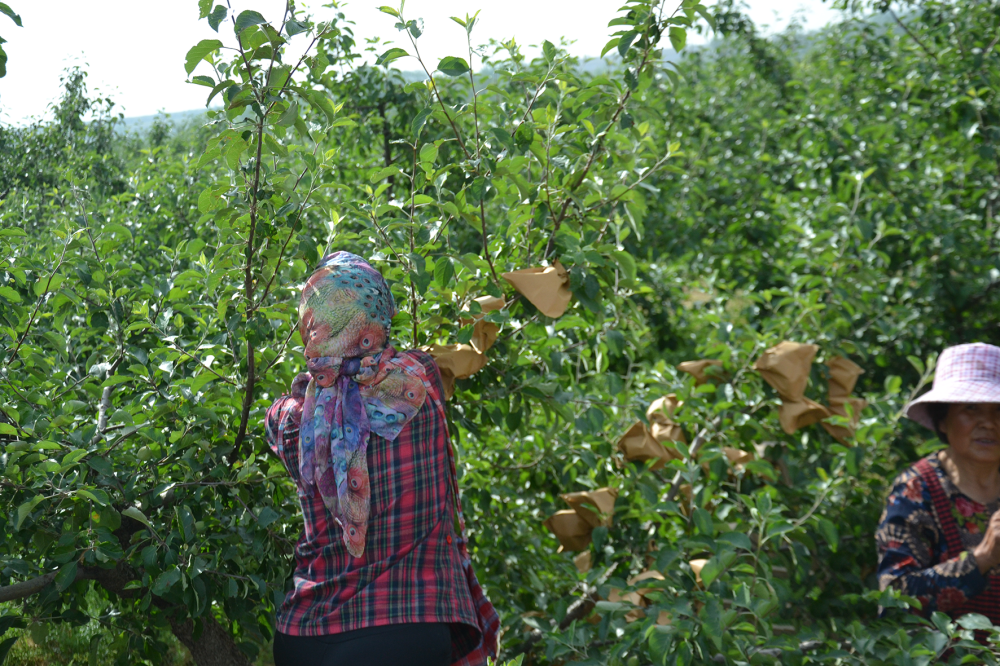 果树|一斤苹果卖多少钱才能保本？不同果农有不同答案，降低成本是关键