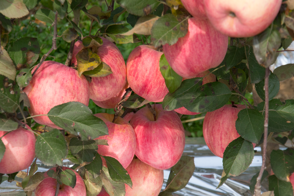 果树|一斤苹果卖多少钱才能保本？不同果农有不同答案，降低成本是关键