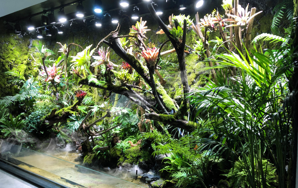 "热带雨林"生长在北方