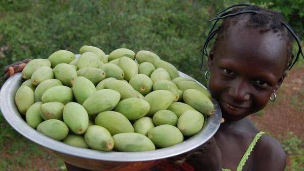 女性黄金树 马里政府启动年乳木果树种植项目 腾讯新闻