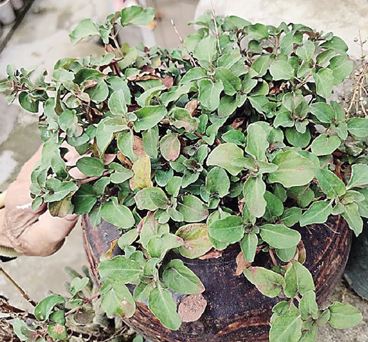 丽州本草过路黄利尿排石别名化石丹