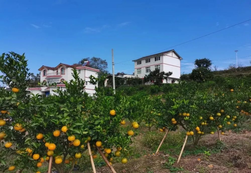 【乡镇】飞凤镇,文成镇最新动态