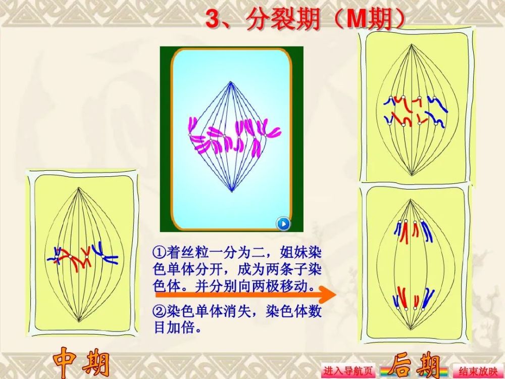 的周期性形态变化(1)细胞分裂过程中没有出现纺锤丝和染色体不同点:(2