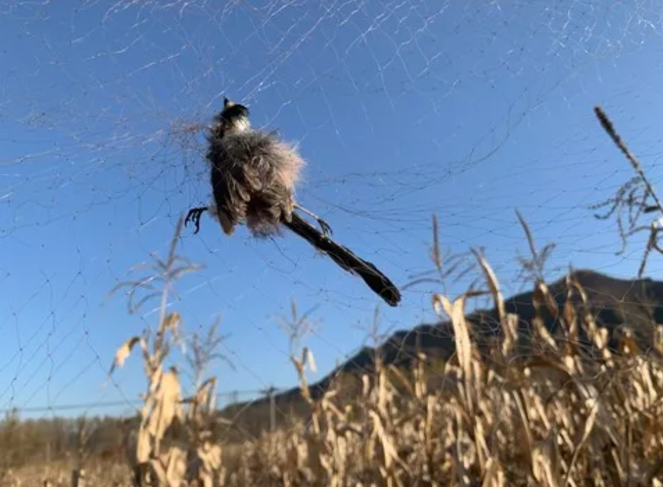 捕販野生鳥咋就禁不住!