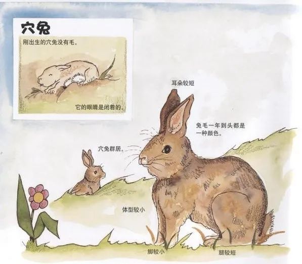兔子的祖先长什么样图片