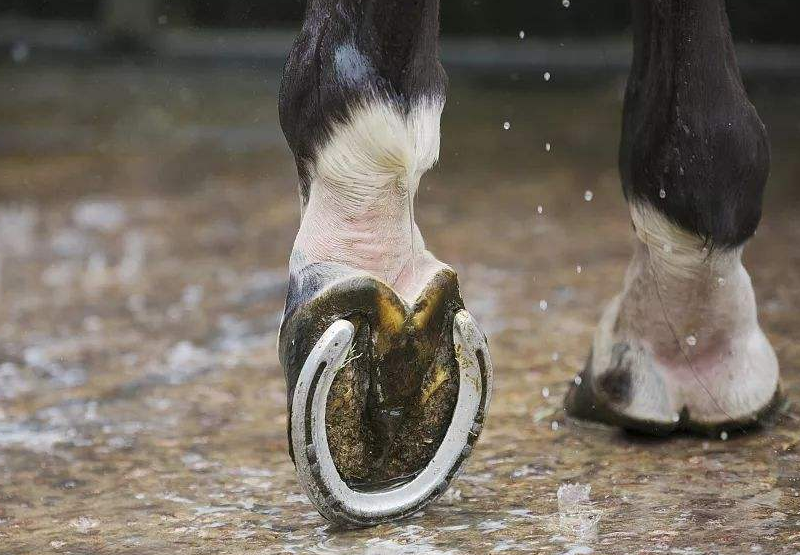 古人有训"马看四蹄,人看四相",是哪四相?老祖宗的识人经验