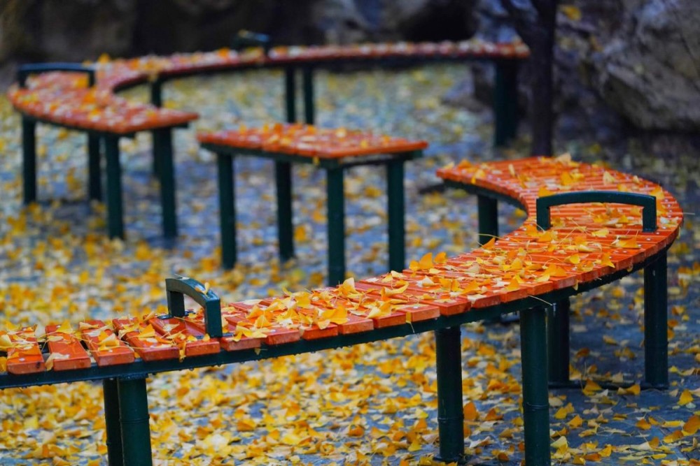 京城|雨中，紫竹院公园被晕染得多姿多彩……