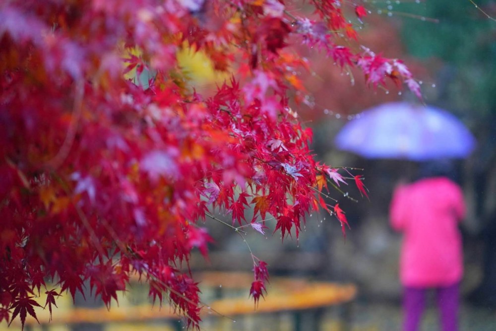 京城|雨中，紫竹院公园被晕染得多姿多彩……