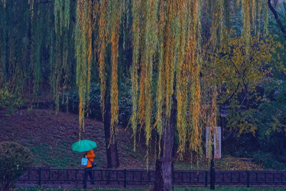 京城|雨中，紫竹院公园被晕染得多姿多彩……