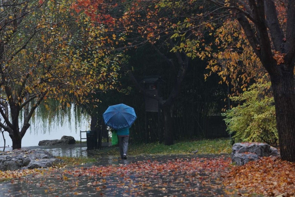 京城|雨中，紫竹院公园被晕染得多姿多彩……