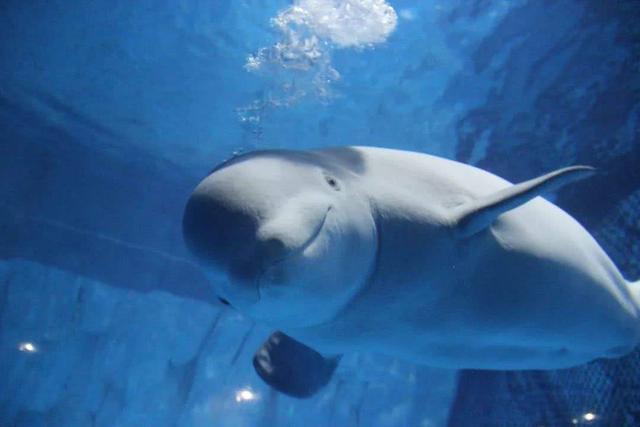 白鯨每次趁飼養員餵食不注意一口水噴出去偷襲成功很開心