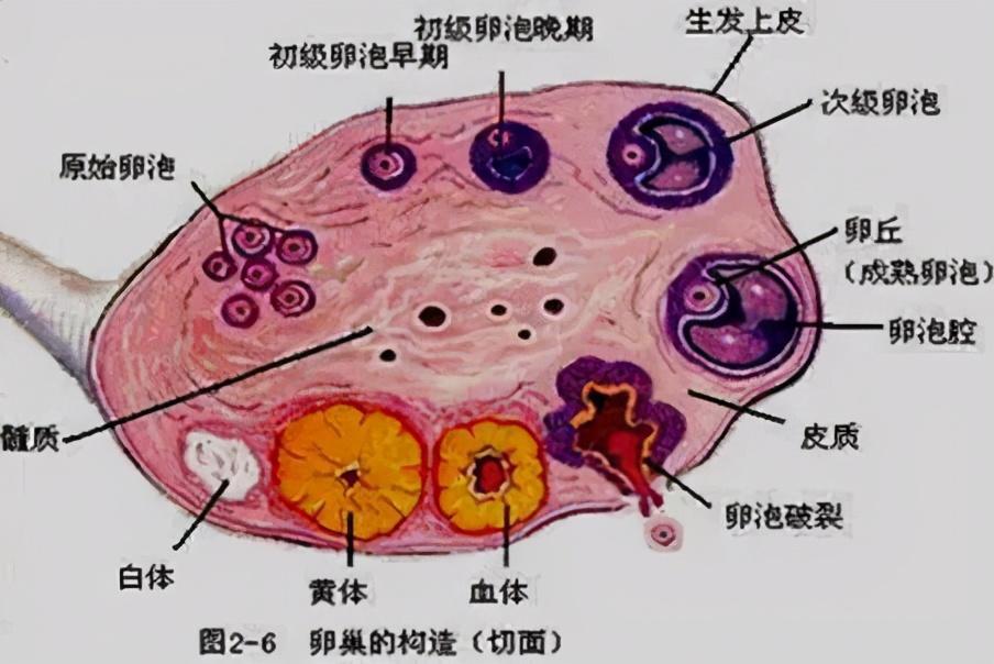 卵巢衰退怎樣調理吃什麼對卵巢最好日常保養是關鍵