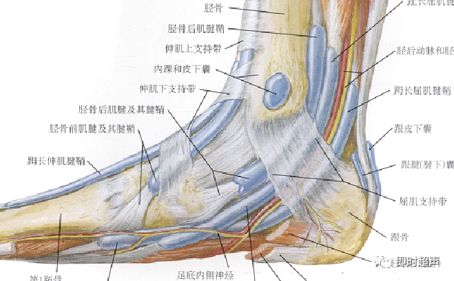 踝部扭伤向内扭曲最常损伤前距腓韧带,其次为跟腓韧带,后距腓韧带损伤