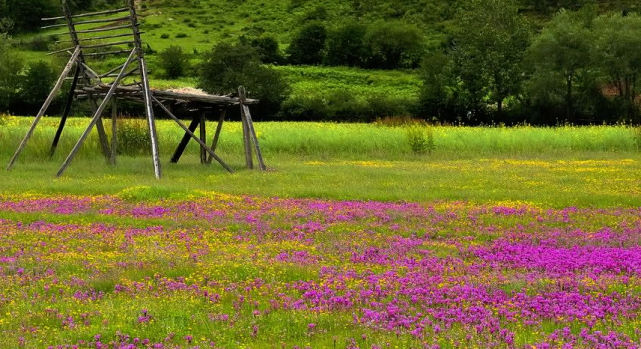 狗狗狗 想要个喜事 11月26号躲不过的喜事 看看是什么喜事 横财 财运 运势
