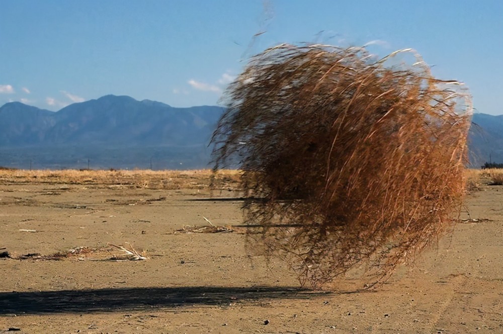 风滚草入侵全球,在美国埋房撞车堵路,为何在中国却长不到成熟?