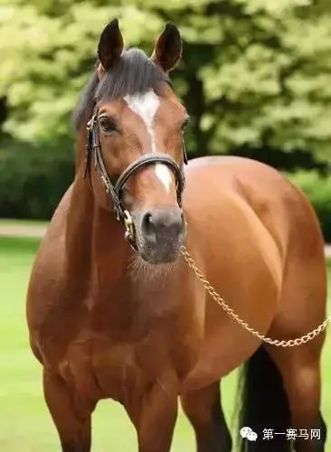 编辑:gwendolyn校对:huxley监制:peterchen2020广东省马术协会马术