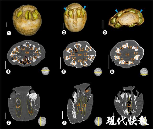 化石|全球首例！南京科学家发现1500万年前南酸枣 有“七只眼睛”