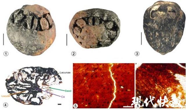 化石|全球首例！南京科学家发现1500万年前南酸枣 有“七只眼睛”