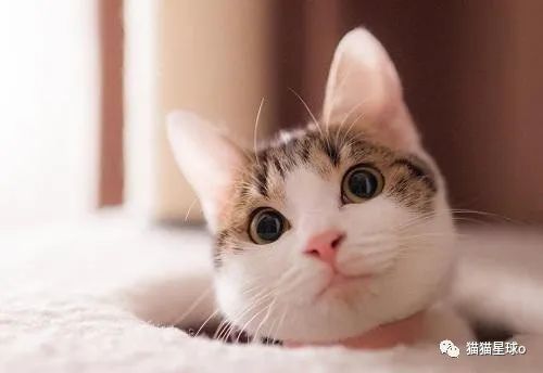 每日一个猫知识8 为何猫咪遇上猫薄荷就像吸大麻 猫咪 大麻 猫薄荷