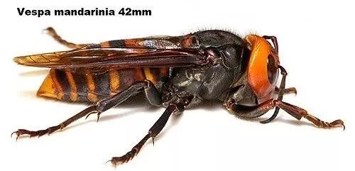 肆虐美国的大黄蜂,狠起来连中国吃货都无法近它身