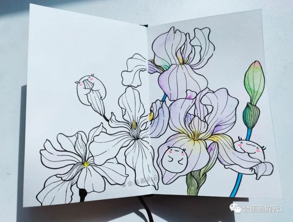 趣味插画过程图解析 一半线描一半水彩的鸢尾花 你喜欢哪个 腾讯新闻