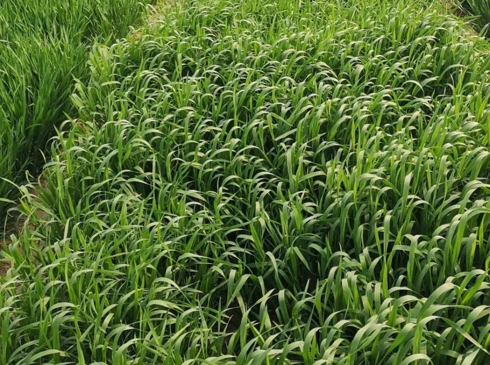 麦田除草|注意：新野麦子出现，麦田除草剂对它不起作用！只能用这种方法！