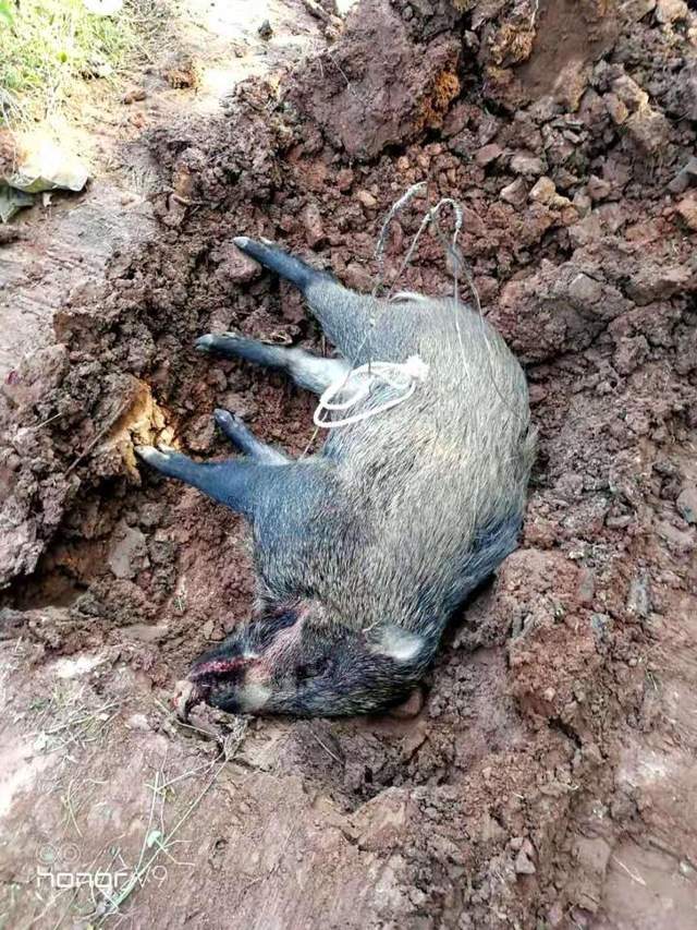 埋死猪照片图片