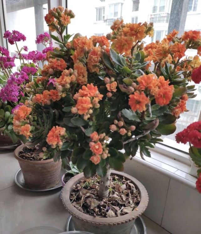 长寿花嫁接在 老桩 上 到了11月满枝 冒花苞 花量很大 腾讯网