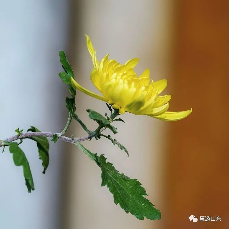 泰山花海菊满院 湖光山色冬意浓 腾讯新闻
