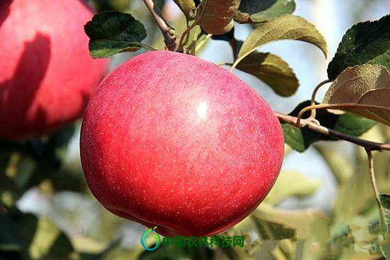 鸡心果|涨姿势啦！未来几年最具发展潜力的苹果品种大盘点