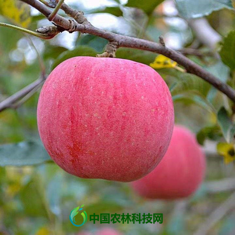 鸡心果|涨姿势啦！未来几年最具发展潜力的苹果品种大盘点