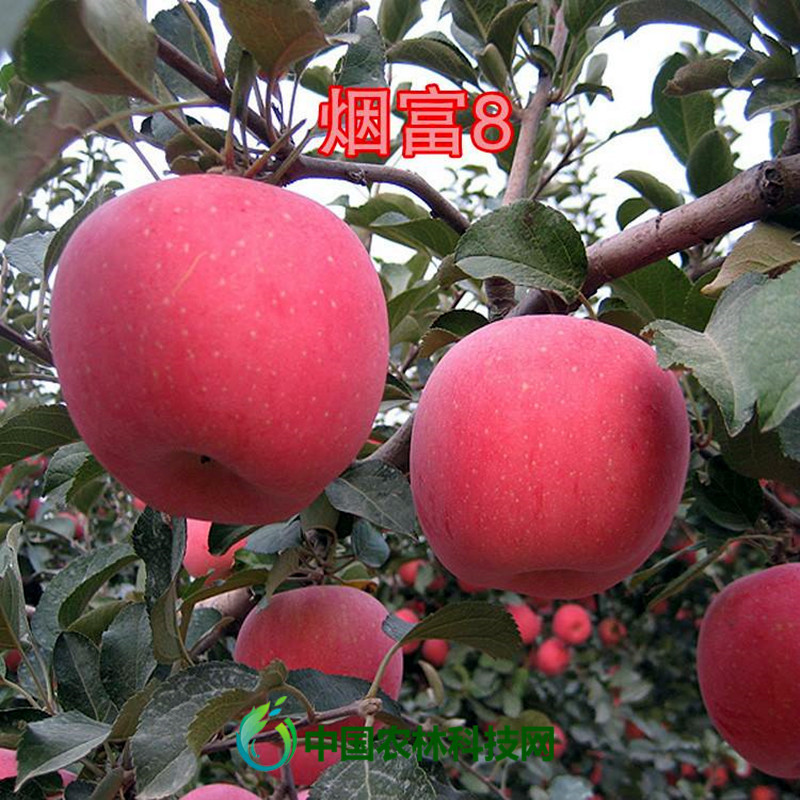 鸡心果|涨姿势啦！未来几年最具发展潜力的苹果品种大盘点