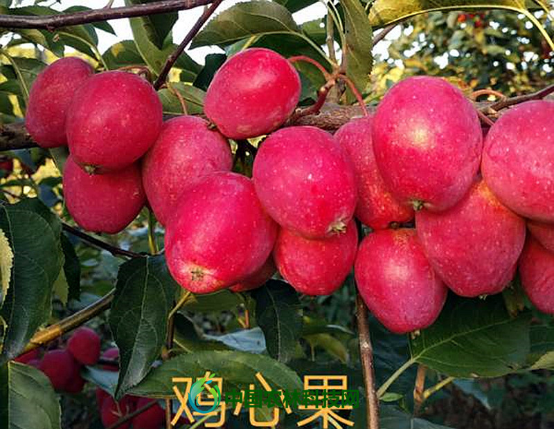 鸡心果|涨姿势啦！未来几年最具发展潜力的苹果品种大盘点