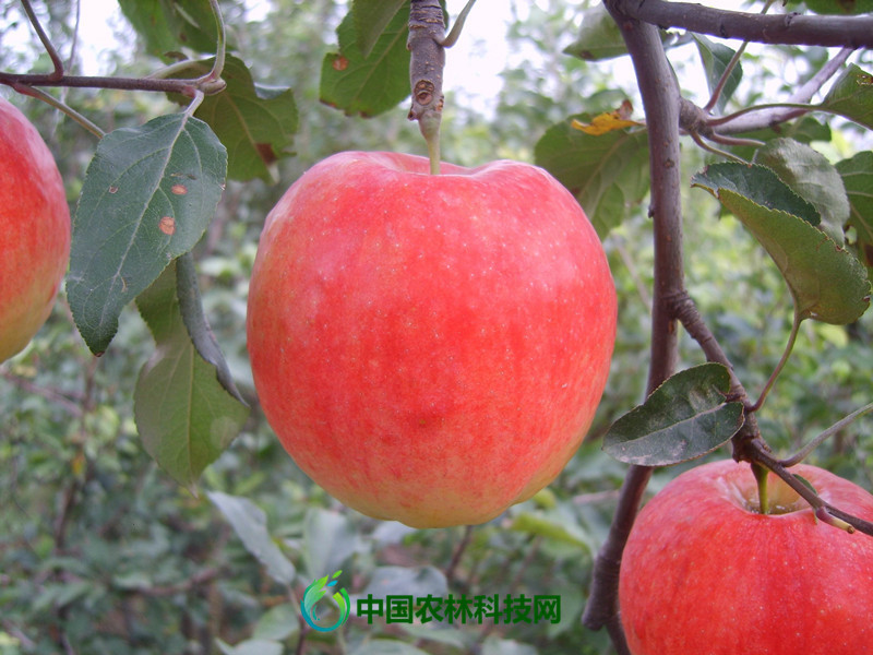 鸡心果|涨姿势啦！未来几年最具发展潜力的苹果品种大盘点