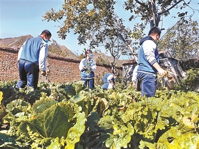 劳动教育|校园办起“丰收节” 田间地头看自然 种菜做饭成作业