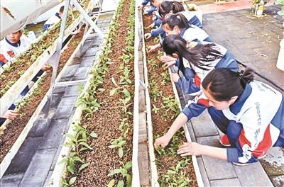 劳动教育|校园办起“丰收节” 田间地头看自然 种菜做饭成作业