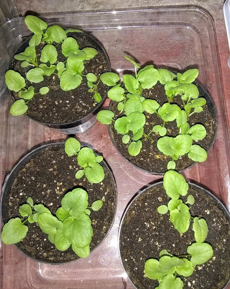 4,角堇想要让百万小铃多开花,也要注意定期掐顶,也就是"摘心",每当