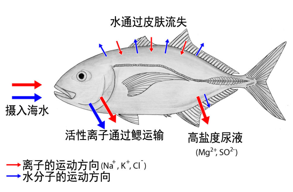 地球|海水很咸不能喝，那海洋中的鱼是怎么喝到淡水的呢？