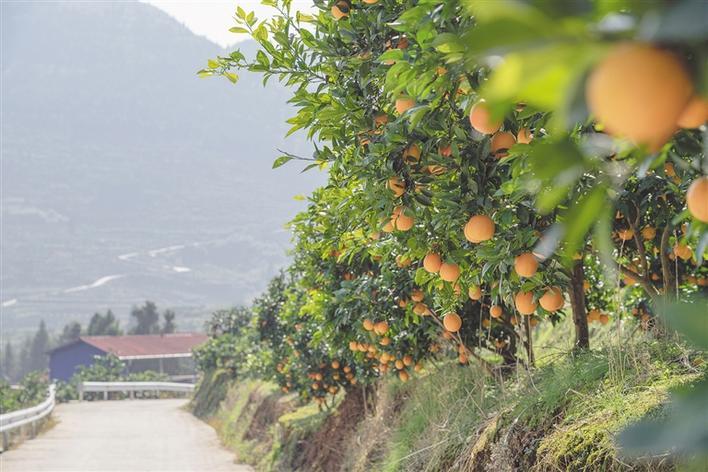 又是柑橘成熟时,果沉枝丫香满园.