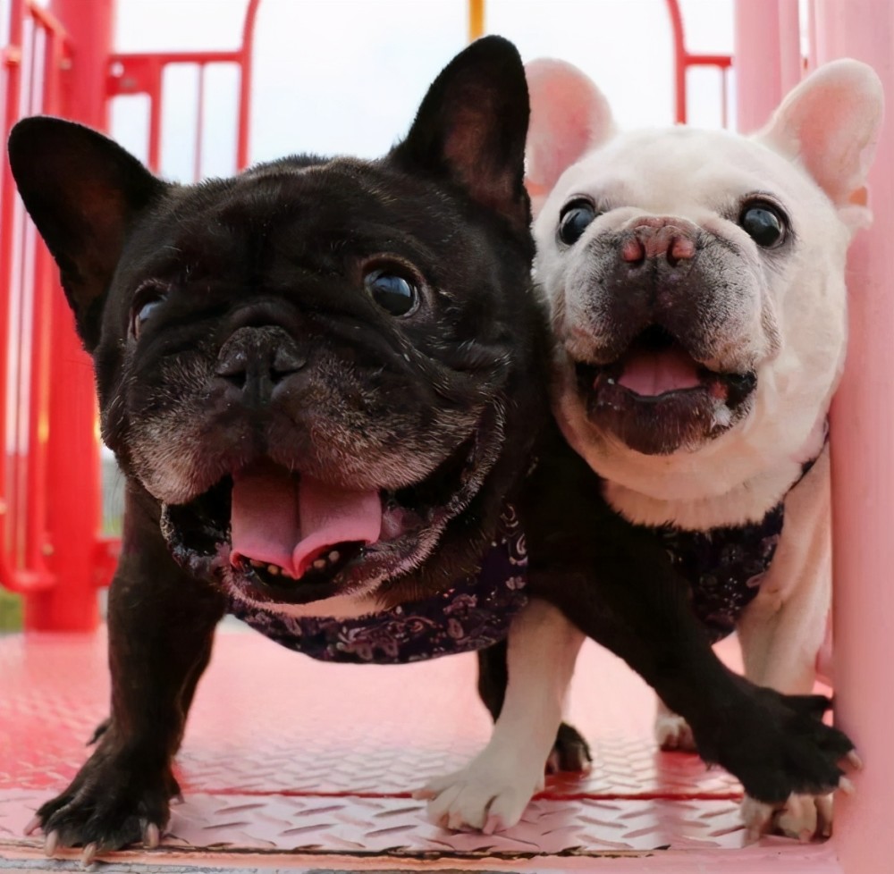 法国斗牛犬:主人,请别对我做这些事,会让我很伤心的