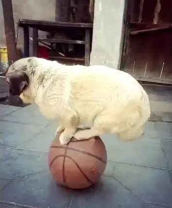 狗狗玩篮球上瘾,根本停不下来,主人都不是对手!