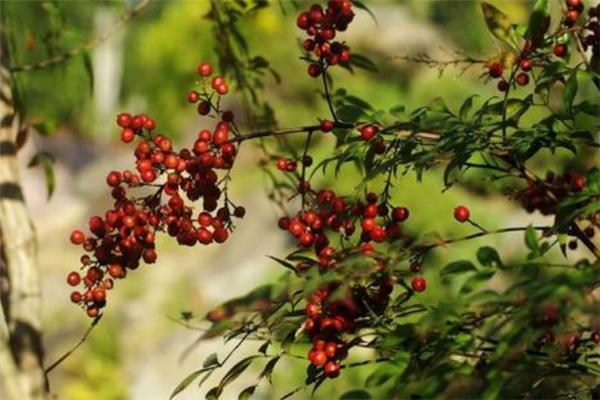 十大剧毒野果排行榜 商陆上榜 它是我们常食用的食物