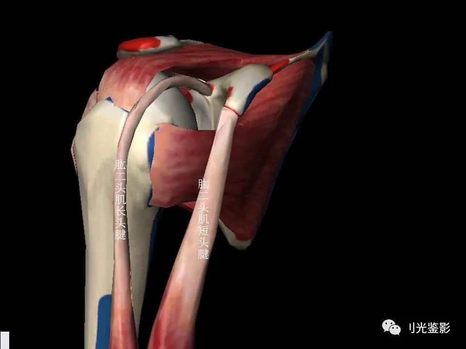 肩关节mri解剖肩袖损伤诊断技巧对应动图效果超赞