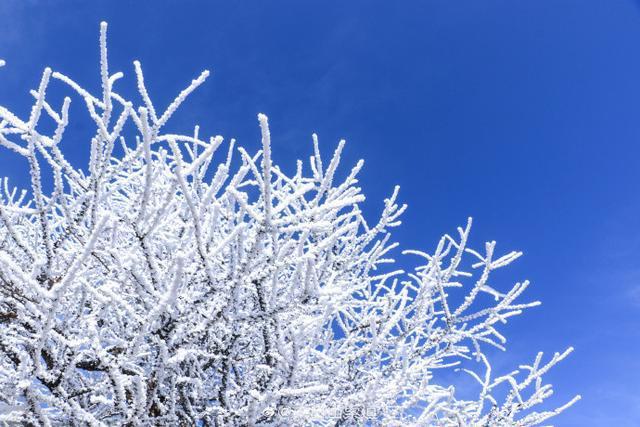 秦岭太白山雪后雾凇美景 仿佛置身冰雪童话世界(图3)