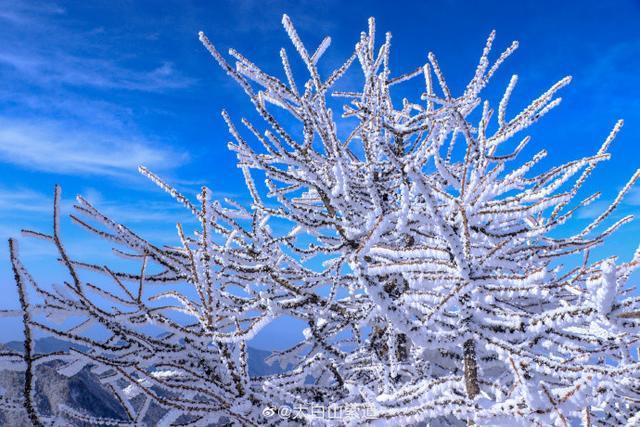 秦岭太白山雪后雾凇美景 仿佛置身冰雪童话世界(图7)