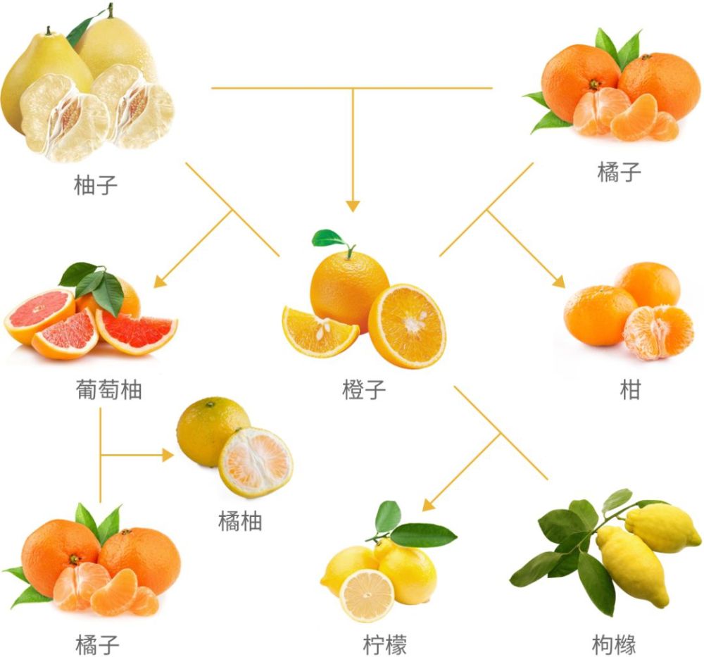 简单来说,橙子的母本是柚子和橘子,然后自己还和柚子杂交出了西柚