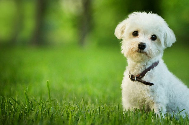 怎么教幼犬坐下握手 教你狗狗训练小技巧 狗狗 幼犬 左手